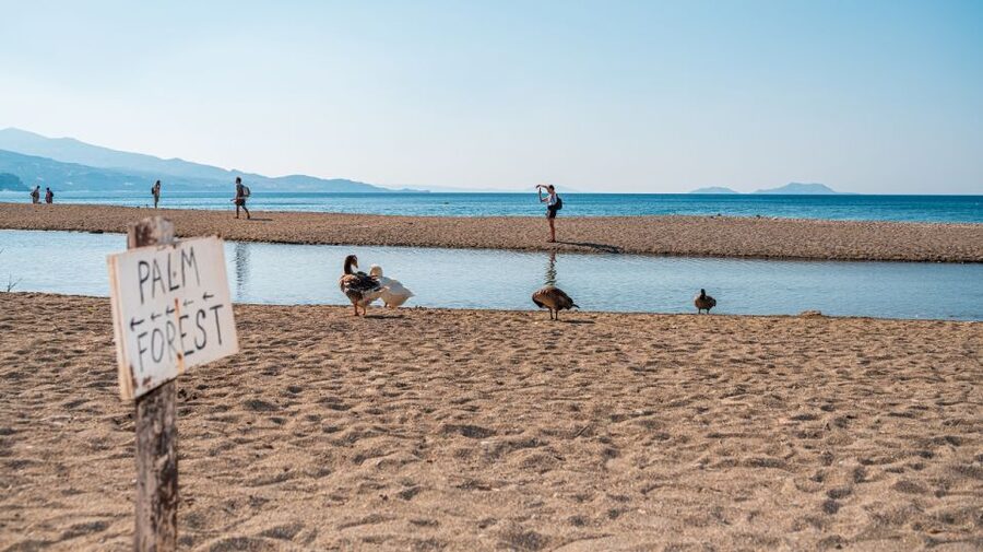Crete: Preveli Tropical Beach and Palm Forest - Price and value around $47 per person