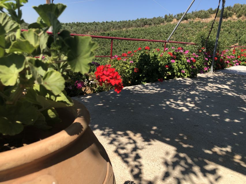Crete Private Tour: The Secrets of Wine, Olives & Honey - 5 Things That Make This Cretan Flavor Tour Worth Your Day