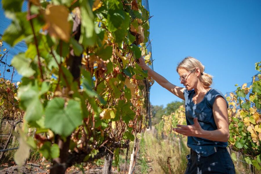 Crete Private Tour: The Secrets of Wine, Olives & Honey - Pickup in Rethimno and How the Private 4×4 Day Flows