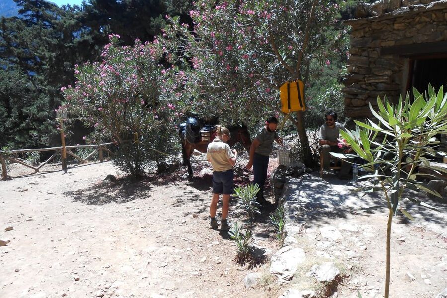 Crete: Samaria Gorge Hiking with transfer and expert Escort - Key reasons this Samaria Gorge day works so well