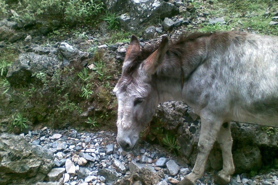 Crete: Samaria Gorge Hiking with transfer and expert Escort - Price and value: what you’re really paying for
