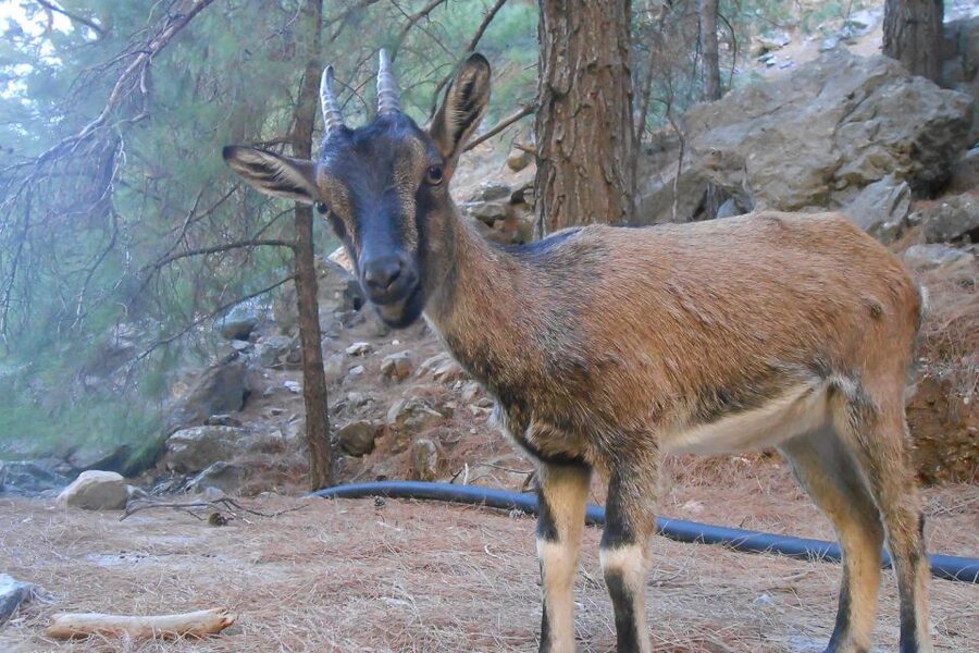 Crete: Samaria Gorge Hiking with transfer and expert Escort - What to pack and wear: your checklist for not suffering