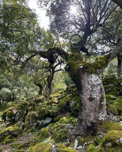 Crete: Sarakina Gorge, Forests, and South Coast Safari - Kritsa and village walking: seeing Crete at human speed