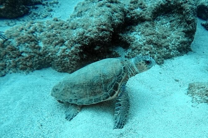 Crete: Scuba Diving for Certified Divers in Chania - Elephant Cave area: where the scenery turns dramatic