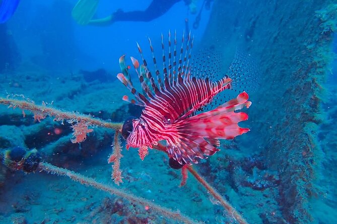 Crete: Scuba Diving for Certified Divers in Chania - Vertical walls, historic wrecks, and marine life on your planned schedule