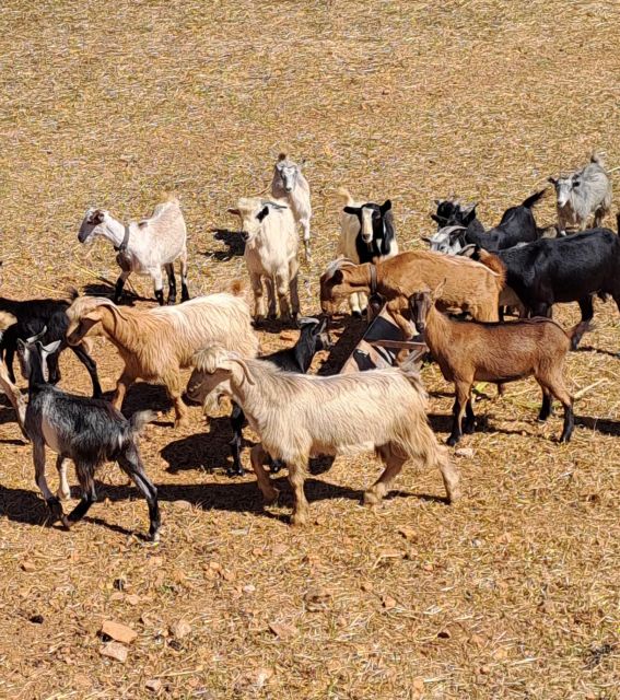 Crete: Shepherd’s Life & Psiloritis Mountain Tour with Meal - Anogia village stop: café drink, photos, and a short walk