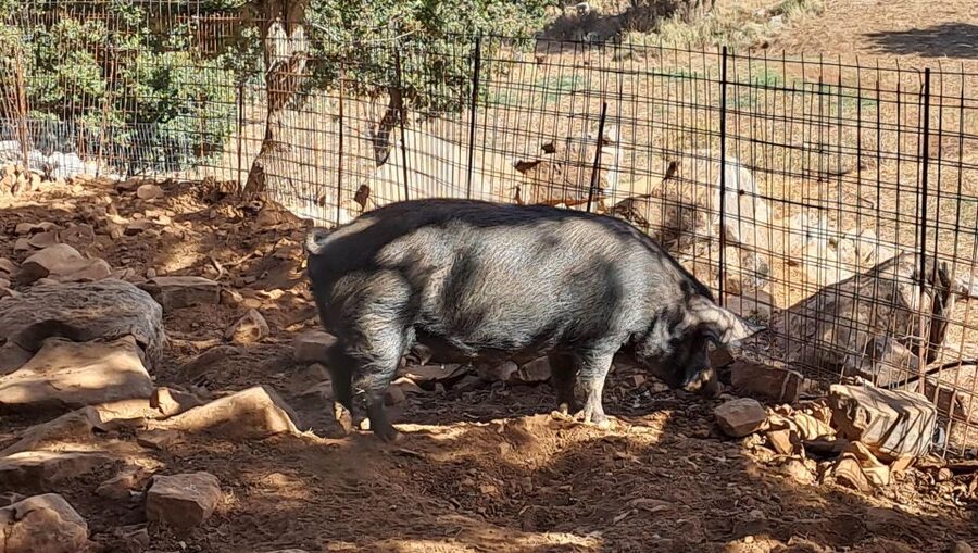 Crete: Shepherd’s Life & Psiloritis Mountain Tour with Meal - Antikristo lamb lunch, wine, and the farm-to-table feel
