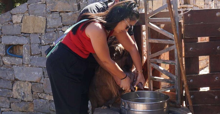 Crete: Shepherd’s Life & Psiloritis Mountain Tour with Meal - Shepherd’s farm visit: feeding animals in the UNESCO-protected setting