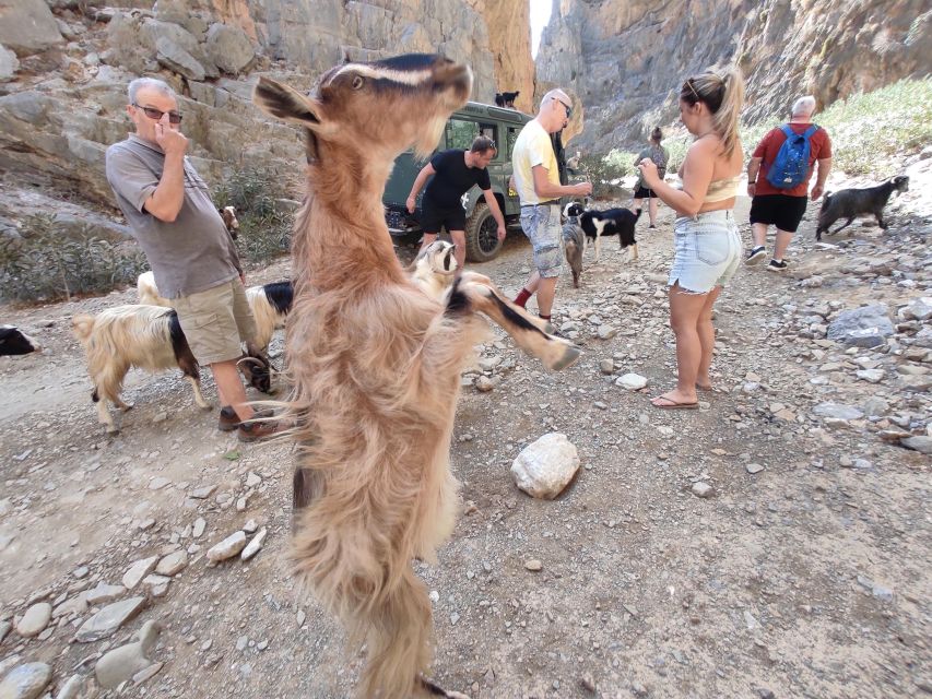 Crete: Trypiti Beach Off-Road South Tour w/ Lunch & Wine - Lunch in the St. Savvas olive forest: food that makes the day stick