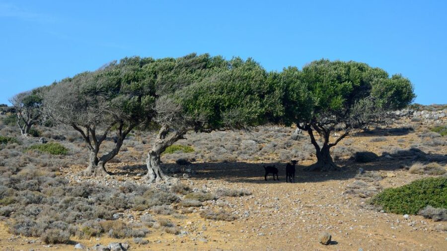 Crete: Vai Palm Forest, Itanos & Erimoupoli Beach, Road Trip - Erimoupoli and Itanos: quiet bays, clear water, and Minoan leftovers