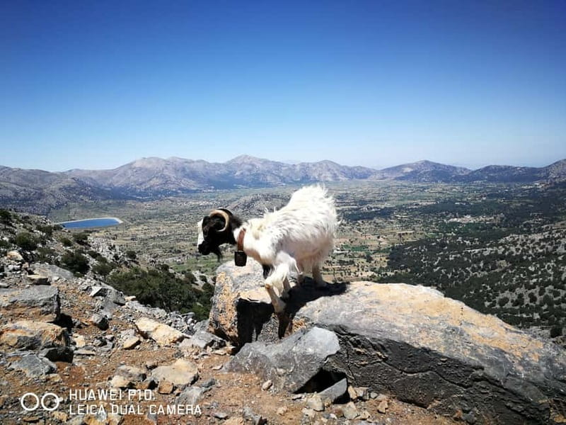 Crete: Zeus Cave, Lassithi Plateau, and Olive Factory Tour - Lassithi Plateau at 840 Meters: Windmills and Wide Views