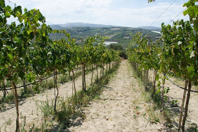 Digenakis winery - Wine tasting experience - The 1.5-hour wine tasting flow: what happens during your visit