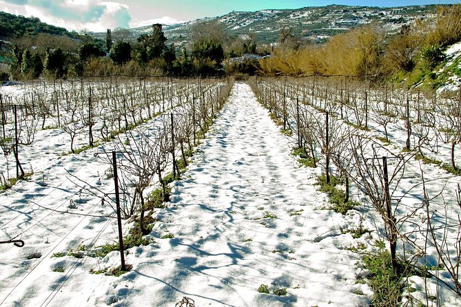 Digenakis winery - Wine tasting experience - Vineyard scenery and why it changes the tasting