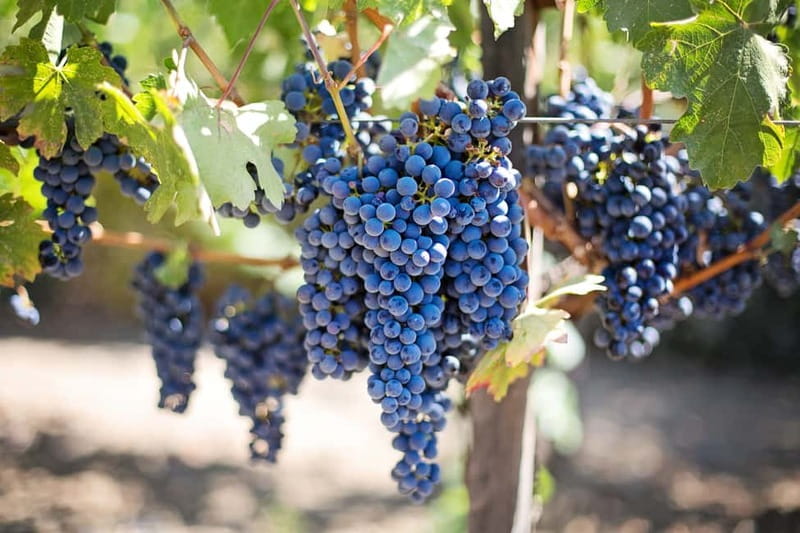 Discover Taste of Crete: Guided Winery Tour and Tastings - First Stop at Domaine Paterianakis: Organic Wines and Vineyard Walks