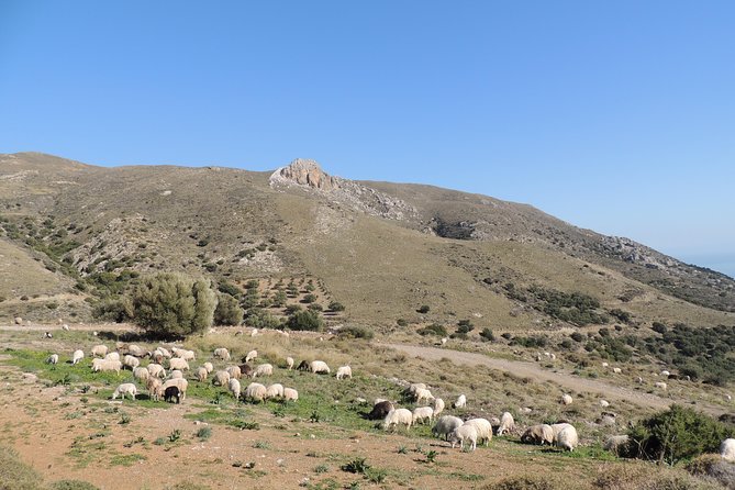 Discover The Secrets Of The Southern Crete Jeep Safari tour - Stop 2: Avdou olive mill—see oil production up close