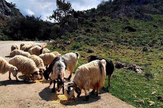 Eat & Crete Food Tour [non-touristy] Chania Villages - Price and value: what $216.86 really buys you