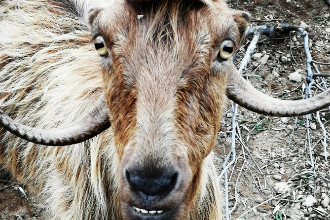 Experience the traditional villages of Chania - FAQ