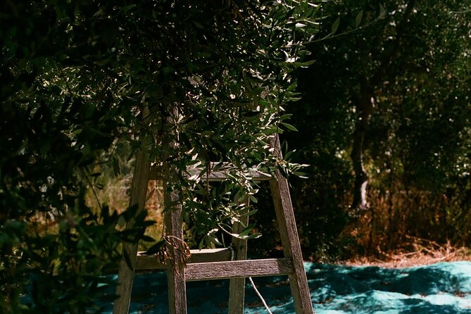 Explore the Secrets of Wine and Olives - Kolymbari olive mill: see pressing, then taste the real thing
