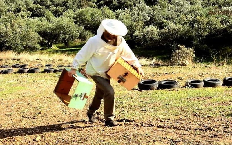 Flavors of Crete from Chania: Wine & Olive Oil Tasting Tour - Olive oil and honey: tastings that teach you what to notice
