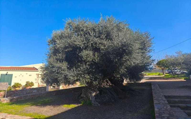Flavors of Crete from Chania: Wine & Olive Oil Tasting Tour - Timing and pacing: bus rides, short walks, and breathing room