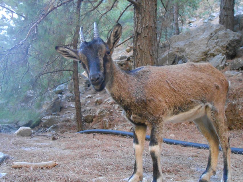 From Agia Galini/Matala: Samaria Gorge Hiking Tour - A full-day adventure with the right kind of chaos