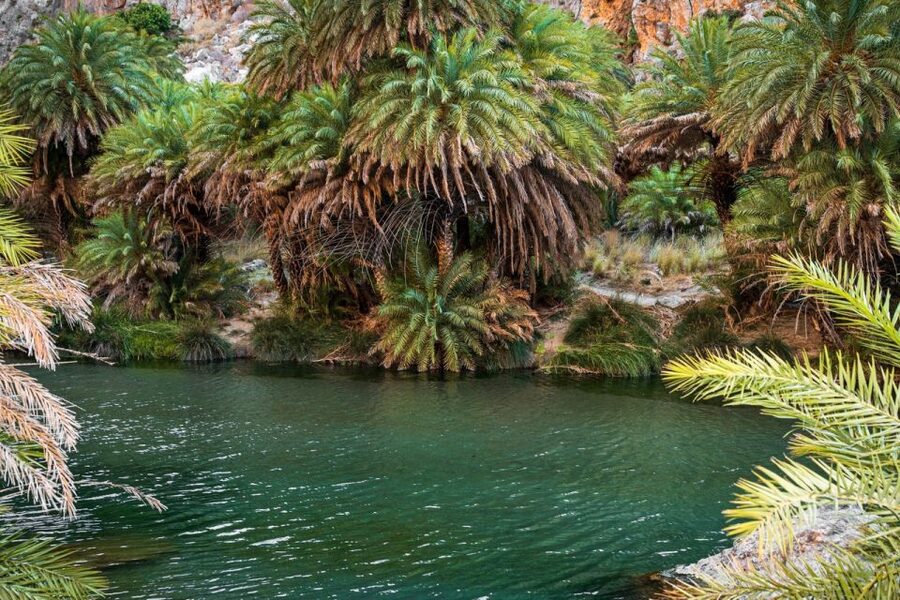 From Chania: Day Trip to Preveli Beach & Damnoni Beach - Preveli Palm Beach: the real reason you came