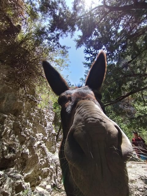 From Chania: Guided Tour to Loutro (Boat tickets Included) - What you should bring and plan for before you go