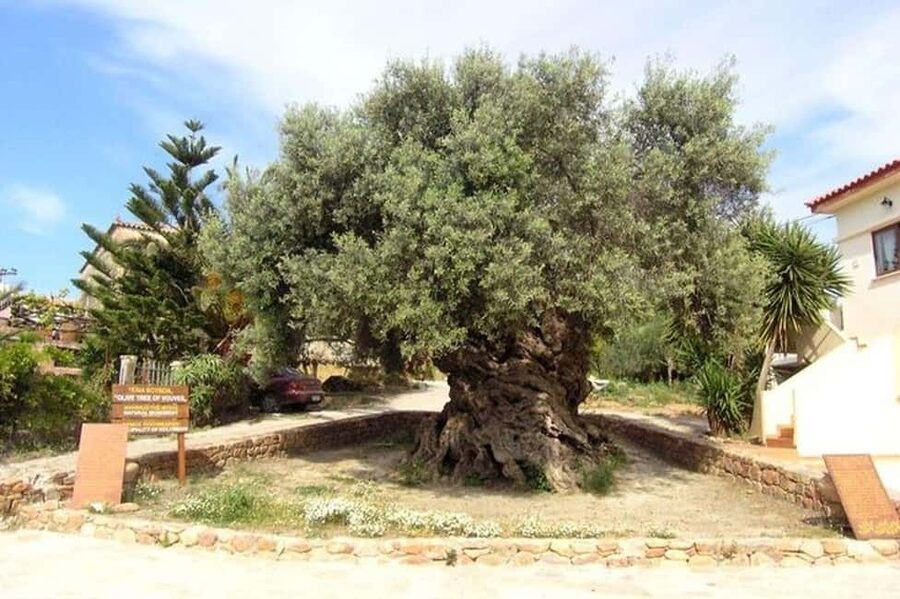 From Chania: Olive Oil, Wine, Cheese & Honey Tasting Tour - Cheese factory + the short cooking class moment