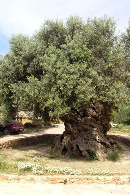 From Chania: Olive Oil, Wine, Cheese & Honey Tasting Tour - Wine tasting in Nopigia at Pnevmatikakis Winery