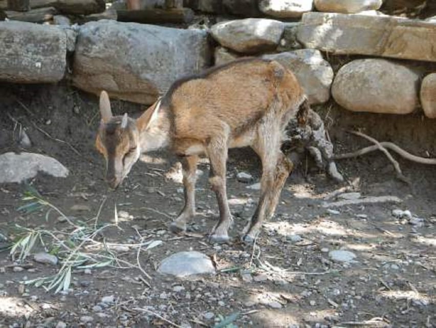 From Chania/Rethymno: Samaria Gorge Easy Way - Timing Reality Check: Why the Day Can Run Longer Than 9 Hours