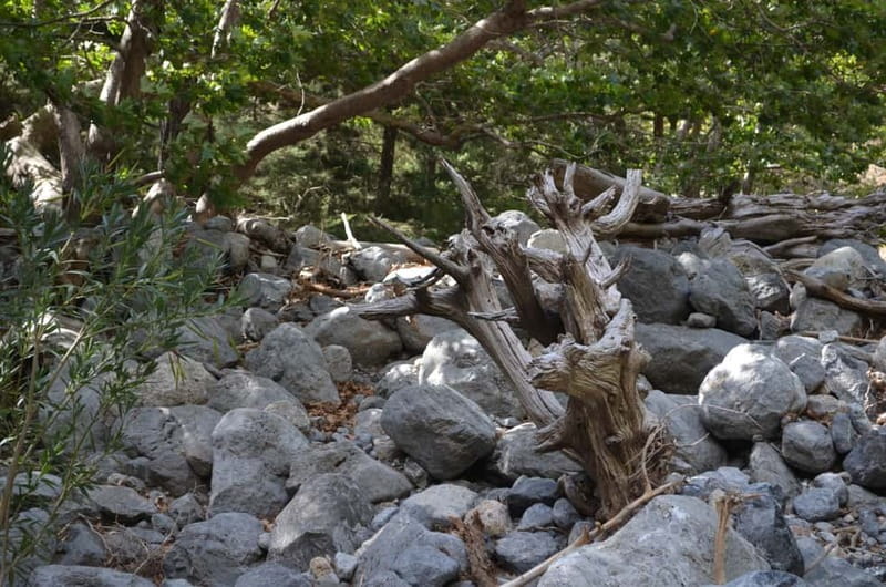 From Chania: Samaria Gorge Hike with Local Mountain Guide - Agia Roumeli finish: beach time, lunch, and that cool-down swim
