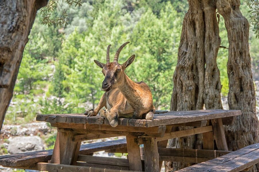 From Chania: Samaria Gorge with Professional Hiking Guide - Samaria Gorge from Chania: what you’re really buying