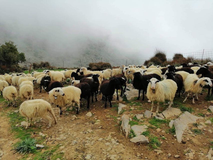 From Chania: White Mountains Land Rover Safari - Key things I’d bookmark before you go