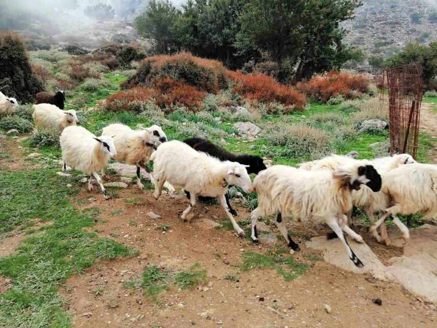 From Chania: White Mountains Land Rover Safari - How to pack and plan for the day (without overthinking it)