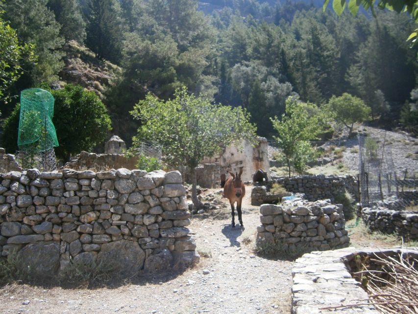 From Georgioupolis: Roundtrip Transfer to Samaria Gorge - Price and what you actually get for $35