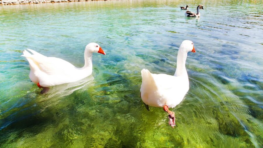 From Heraklion: Chania Town, Kournas Lake, and Rethymno Tour - What’s Included vs. What You Pay For on Your Own