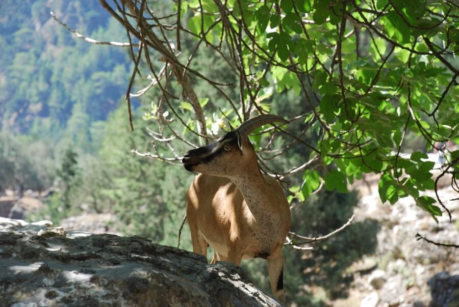 From Heraklion: Imbros Gorge and Libyan Sea Guided Day Trip - Why Imbros Gorge Works Better Than You’d Expect