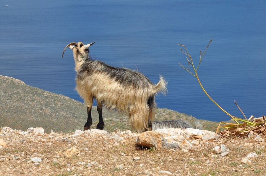 From Rethymno: Agios Nikolaos and Spinaloga Tour - The guide and driver factor: when communication makes history click