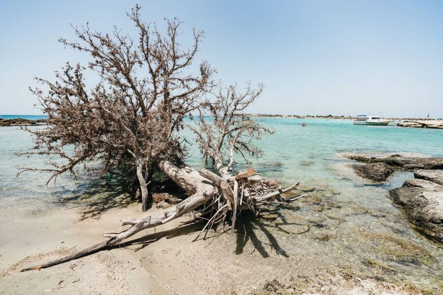 From Rethymno/Kavros: Elafonissi Pink Sand Beach Tour - Key points before you go