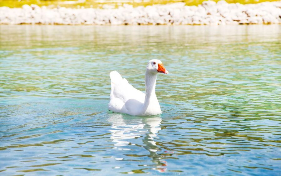 From Rethymno: Kournas Lake, Argyroupolis Springs & Beach - Pickup and Riding Time From Rethymno: Comfortable, Not Exhausting
