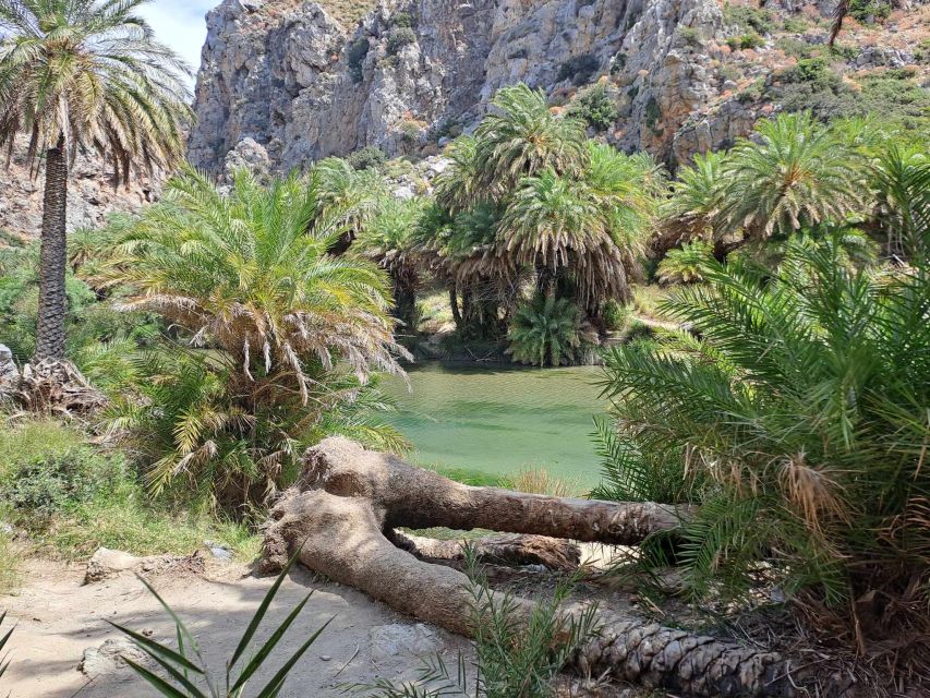From Rethymno: Kourtaliotiko, Preveli Palm Beach, & Damnoni - Back to Damnoni: Another Swimming Window and Lunch Options