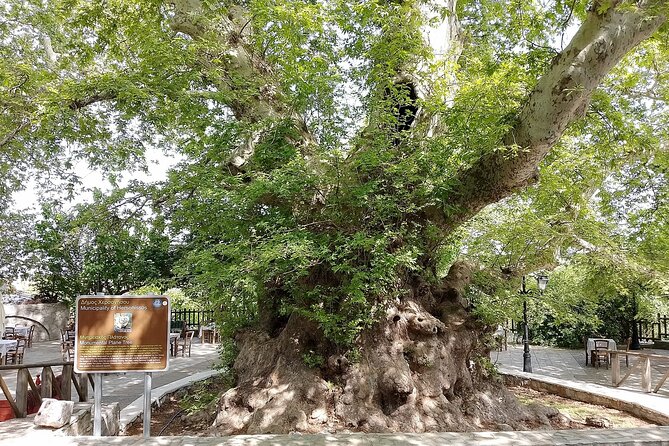 Full Day Knossos Palace Zeus Cave Lassithi Plateau from Elounda - Krasi village: a quick reset with plane-tree shade and Lion’s Fountain