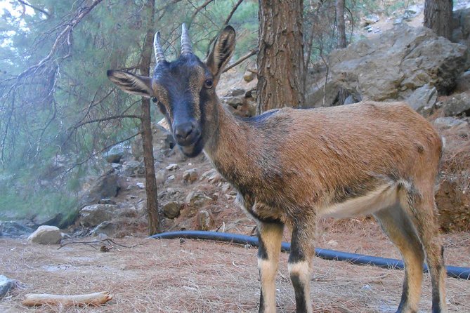 Full Day Samaria Gorge 10-Mile Walking Tour - Price and value: what $48 really buys (and what costs extra)