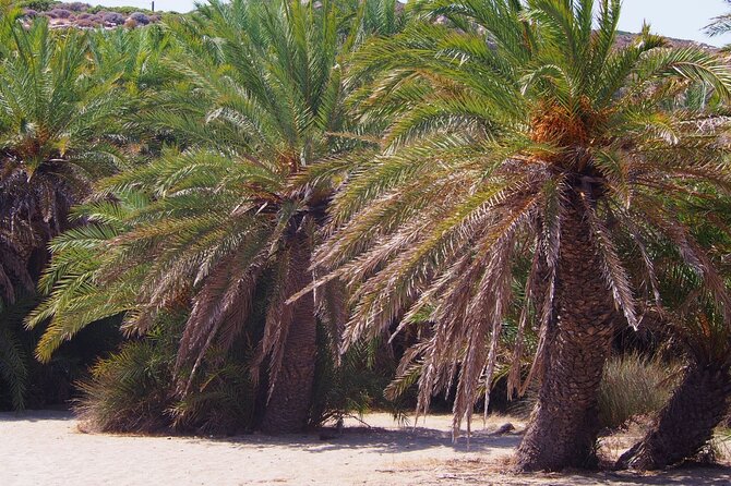Full-Day Tour to Vai Palm Beach, Toplou Monastery, and Sitia Town - Lunch and on-the-ground costs: plan ahead so the day stays easy