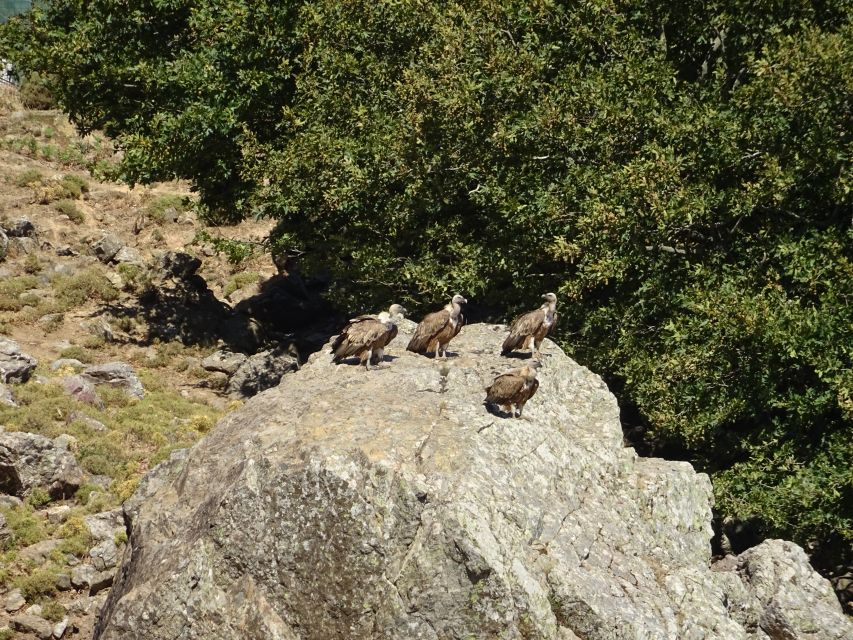 Georgioupolis Full-Day Land Rover Safari Experience - Byzantine church stop plus herb and raki tastings that make sense