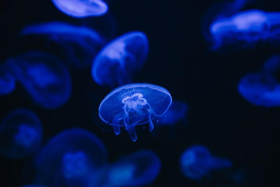 Heraklion Area: CRETAquarium Admission Ticket - Getting to CRETAquarium: quick access from Heraklion and easy parking