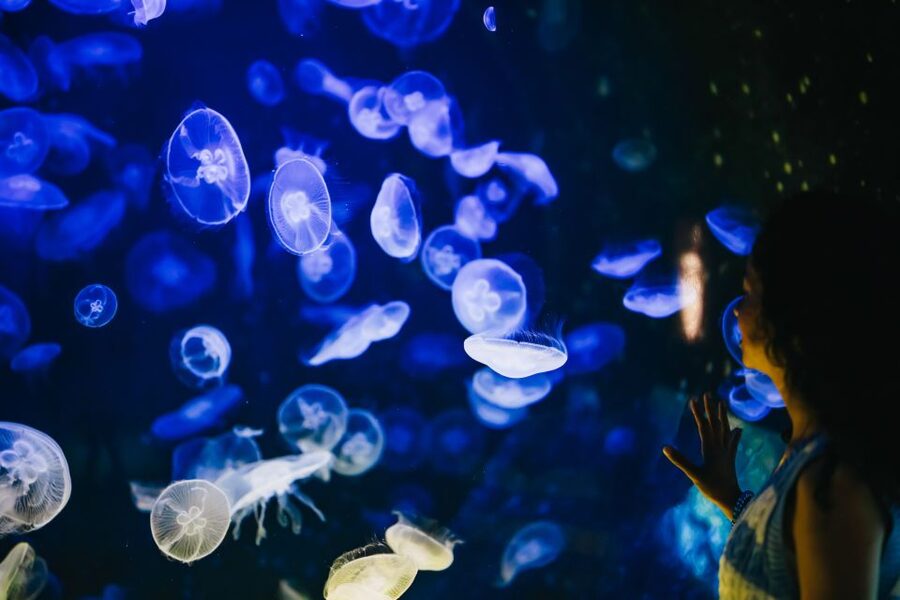 Heraklion Area: CRETAquarium Admission Ticket - Who should book CRETAquarium (and who might not love it)