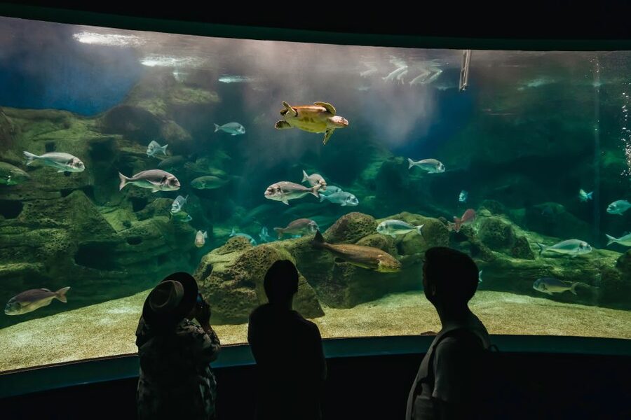 Heraklion Area: CRETAquarium Admission Ticket - Open-ocean sharks and the feeding moments that keep attention focused