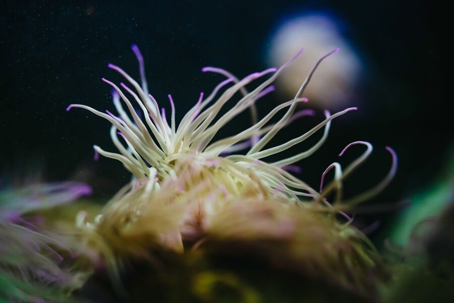 Heraklion Area: CRETAquarium Admission Ticket - Jellyfish and open-topped tanks: why the viewing style matters
