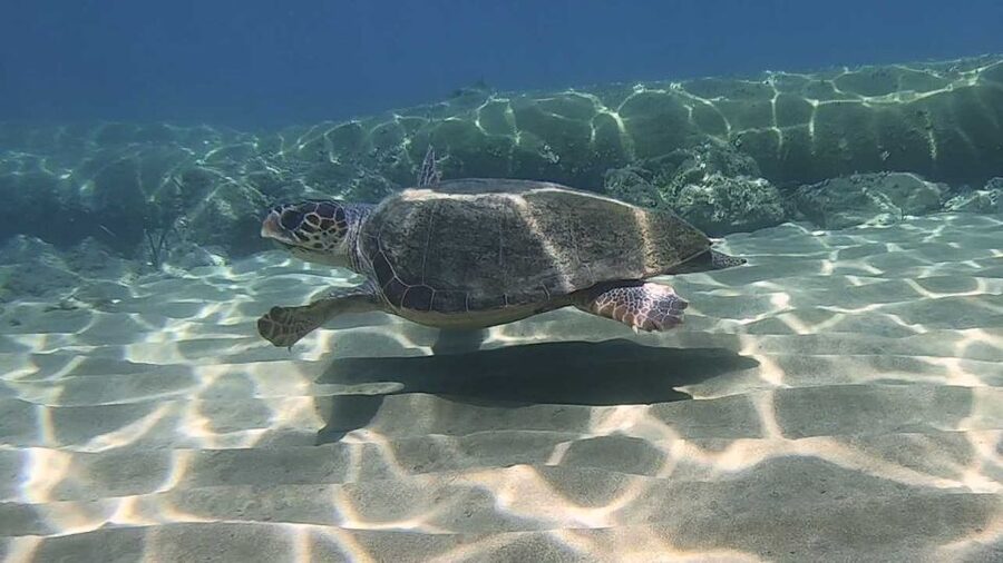Heraklion: Beginner Scuba Diving Lesson with PADI Instructor - Gear, wetsuits, and what to bring (so you don’t scramble)